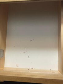 mouse poop