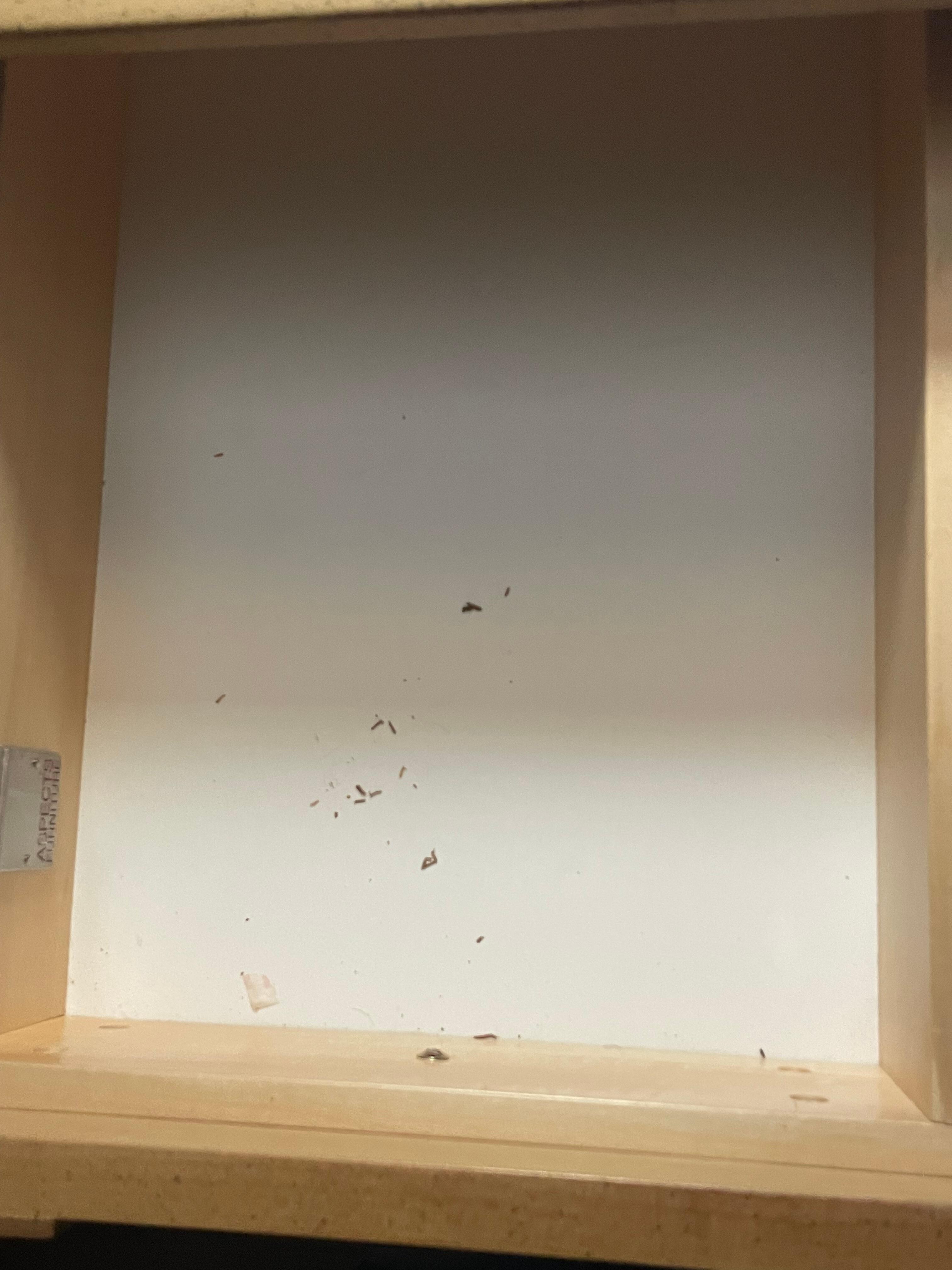 mouse poop