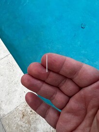 Plastic bristle from the pool