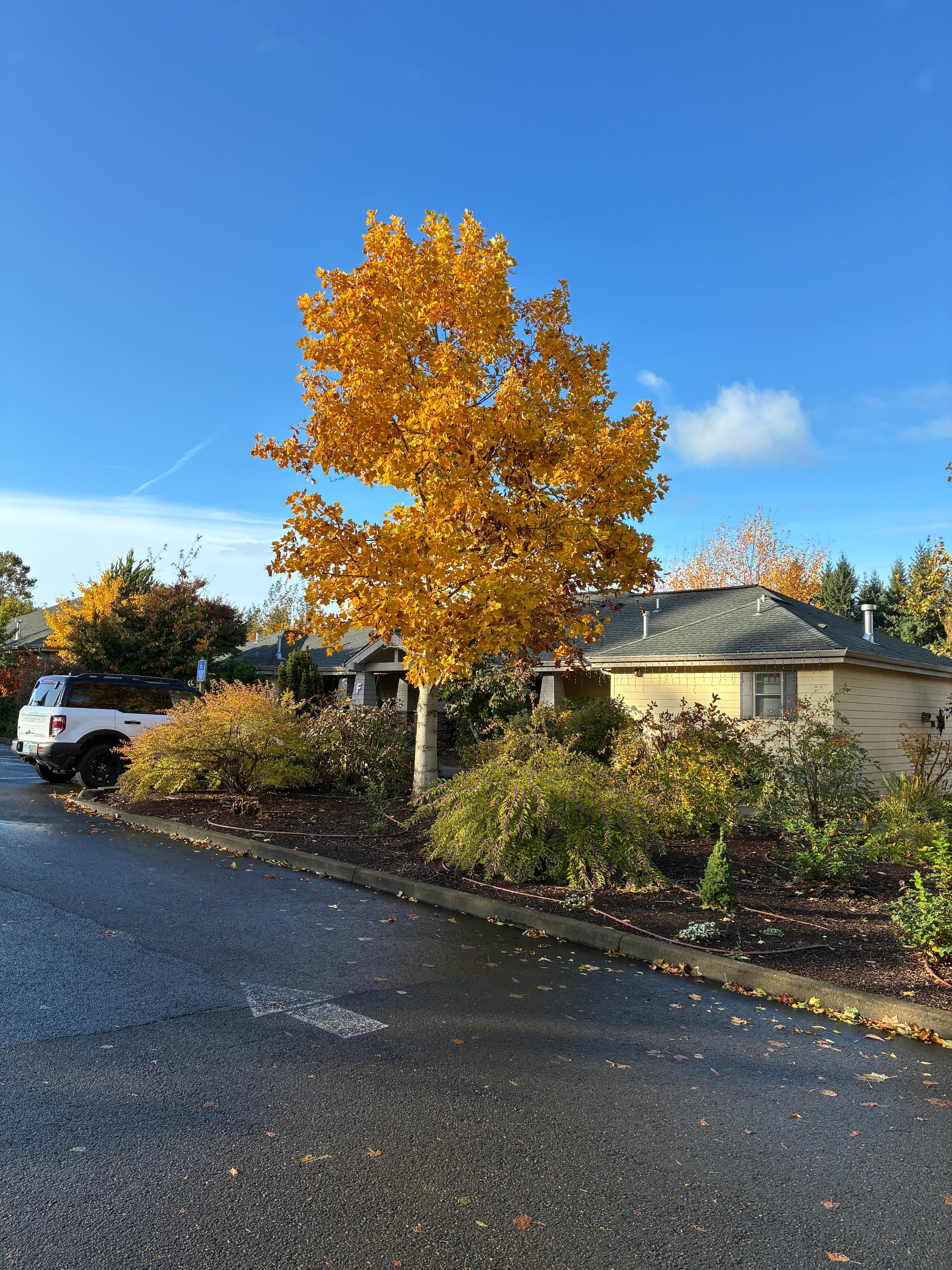 Resort parking lot by the room bungalows. 