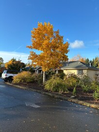 Resort parking lot by the room bungalows.