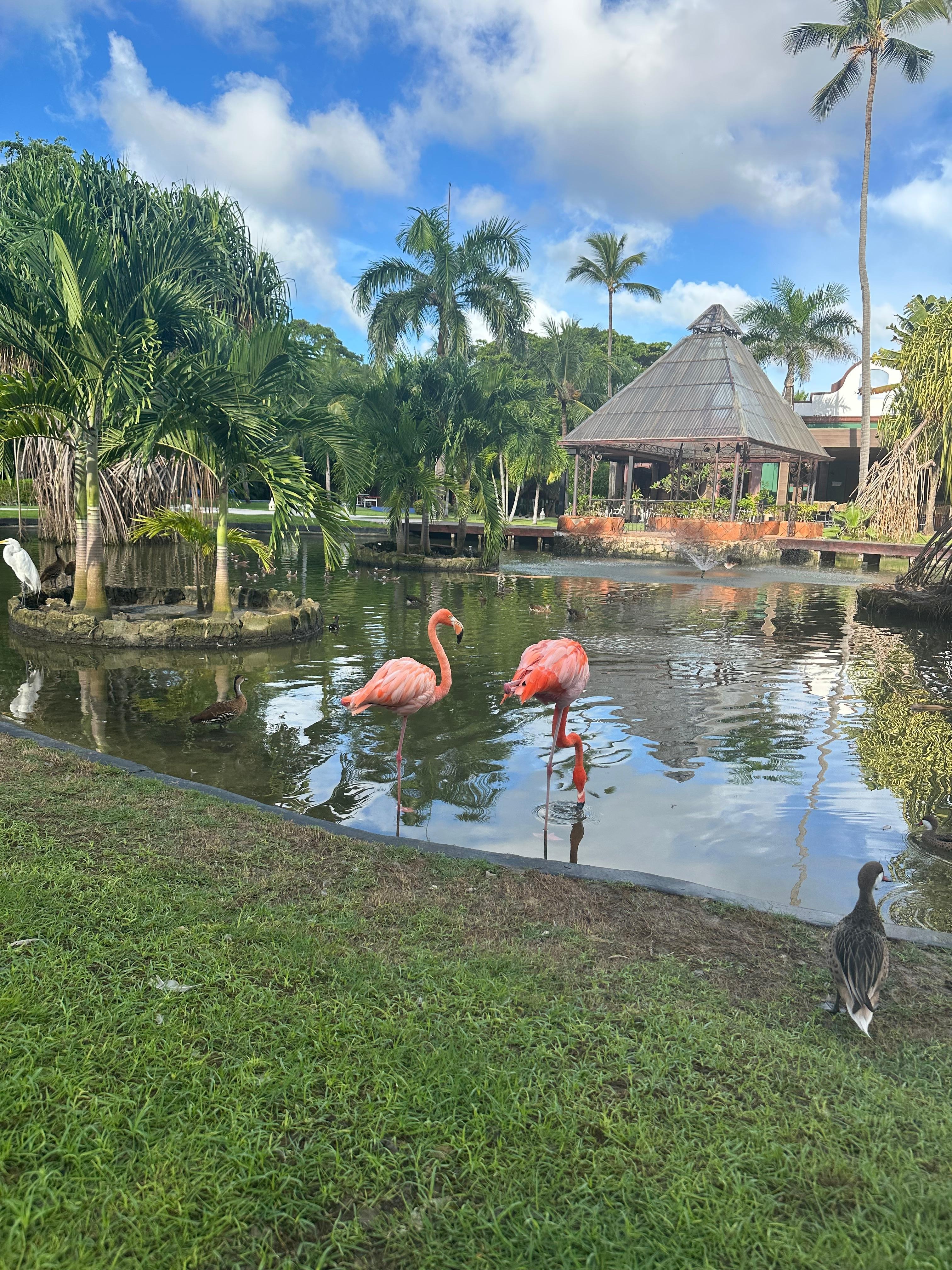 Flamingos muy hermosos