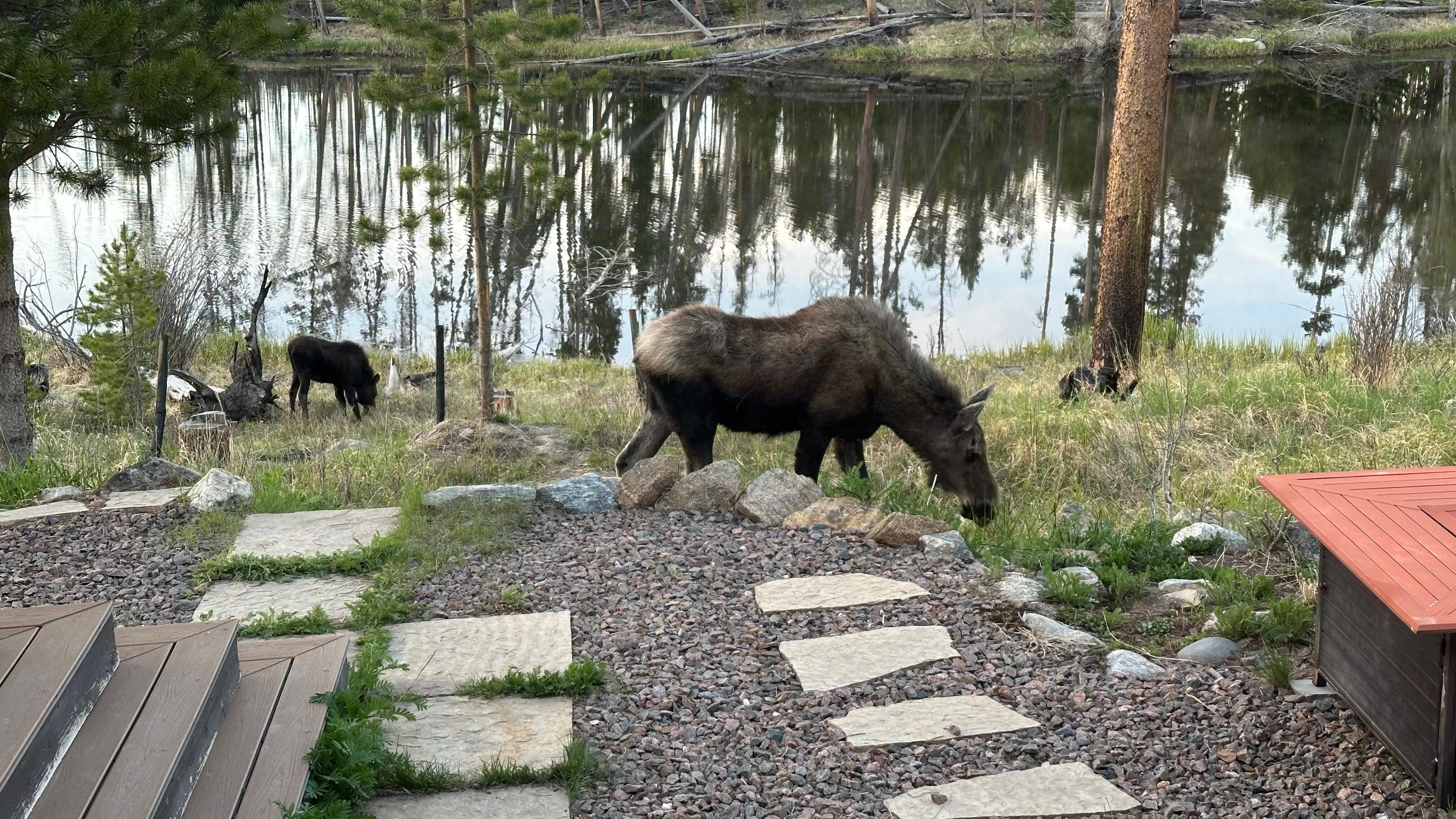 Visiting moose