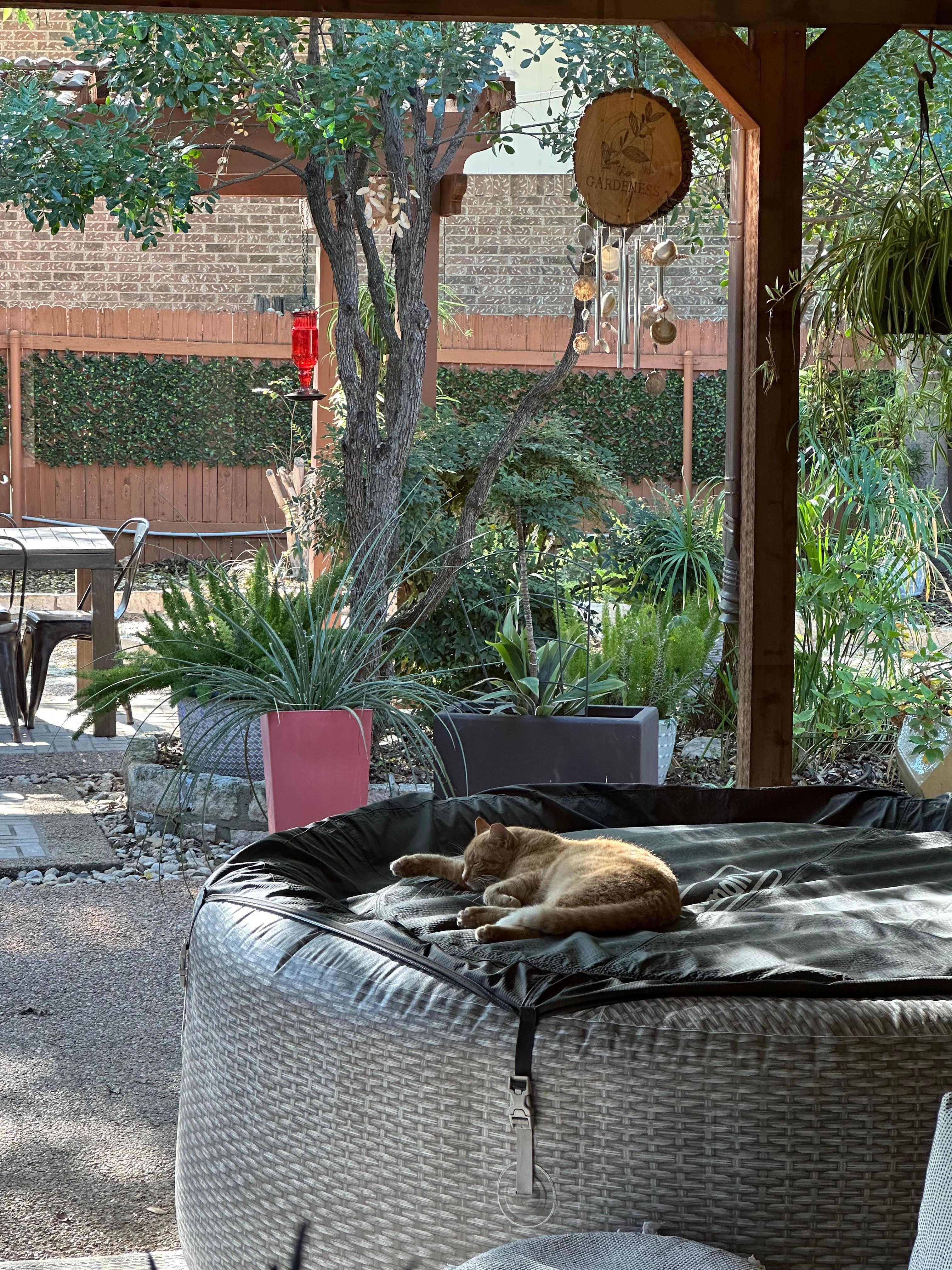 We loved the friendly orange kitty that visited us daily!