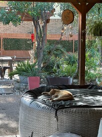 We loved the friendly orange kitty that visited us daily!