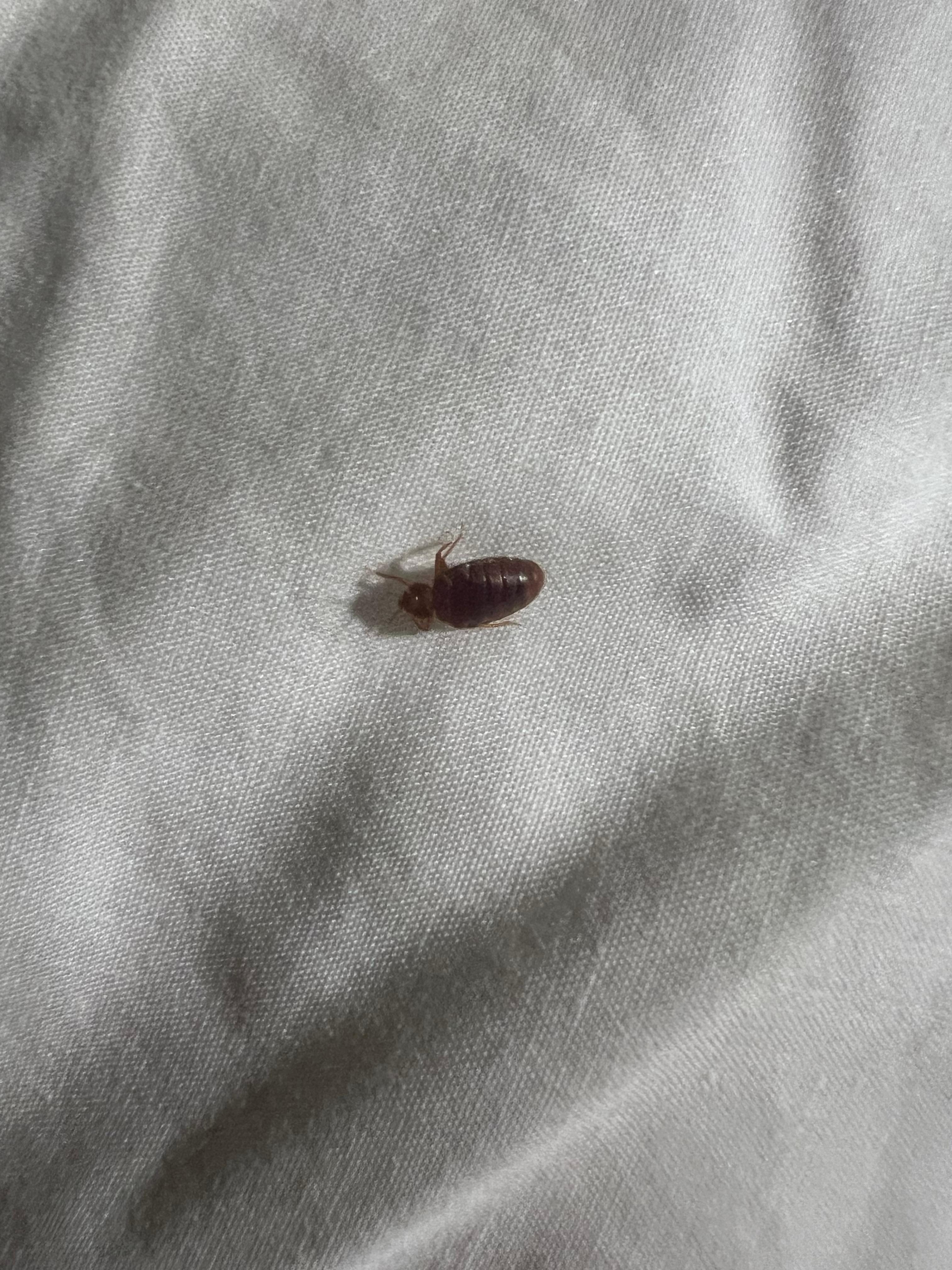 This is the Bed Bug  I found crawling across my pillow. GROSS!