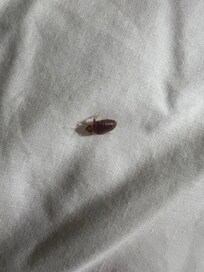 This is the Bed Bug I found crawling across my pillow. GROSS!