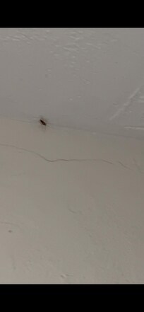 Cockroach