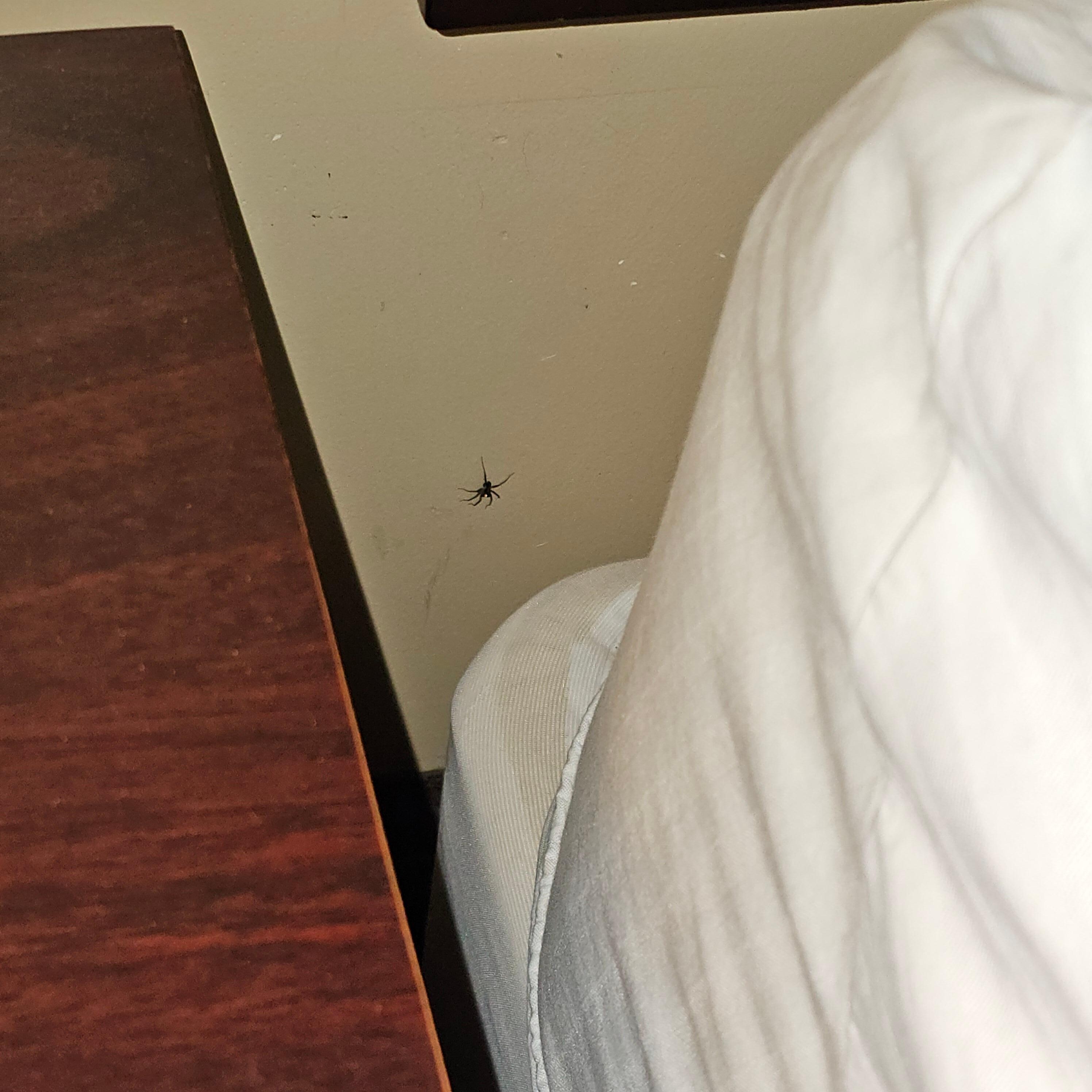 Spider on the wall behind the guest bed
