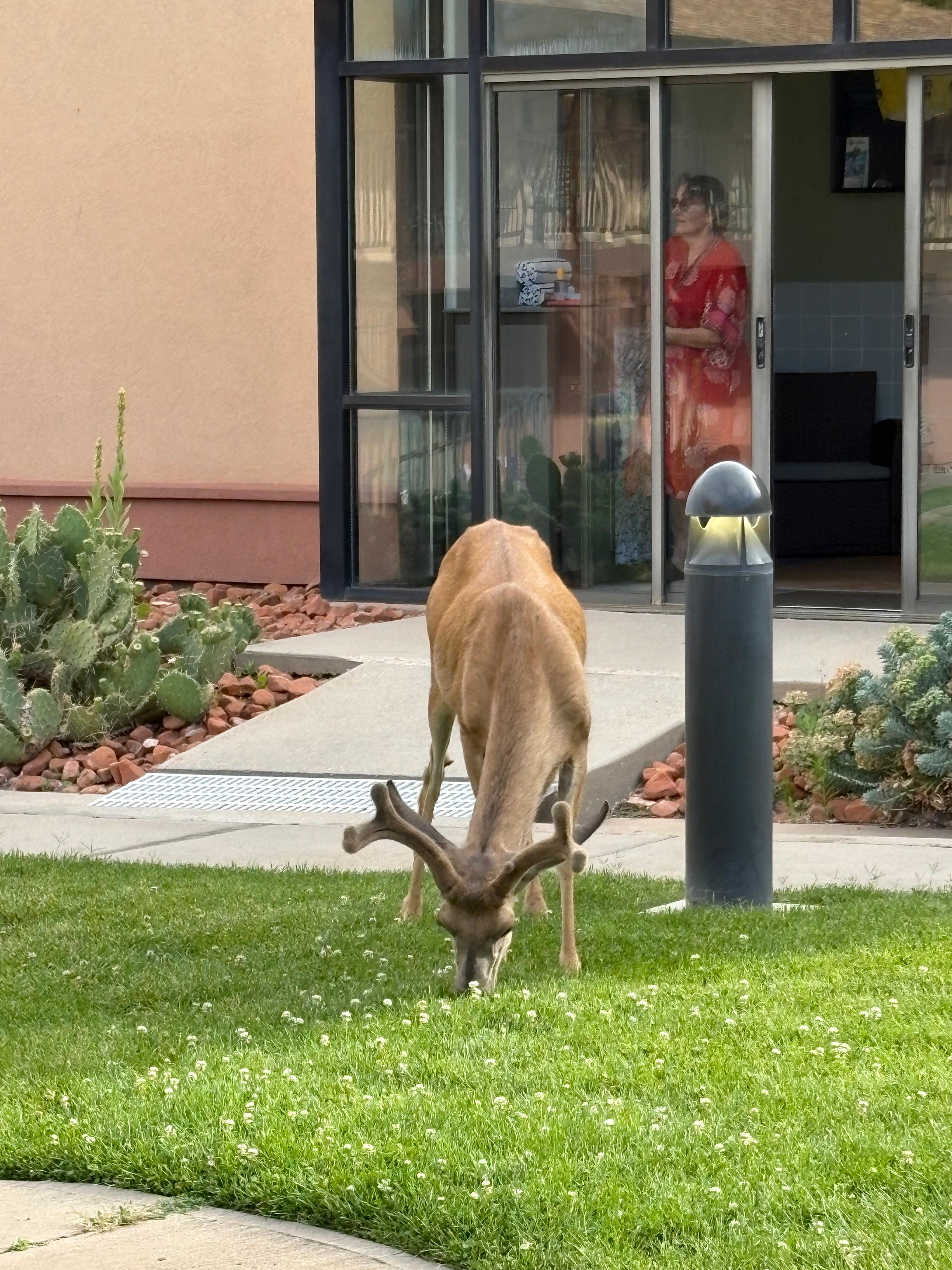 This guy visited every afternoon