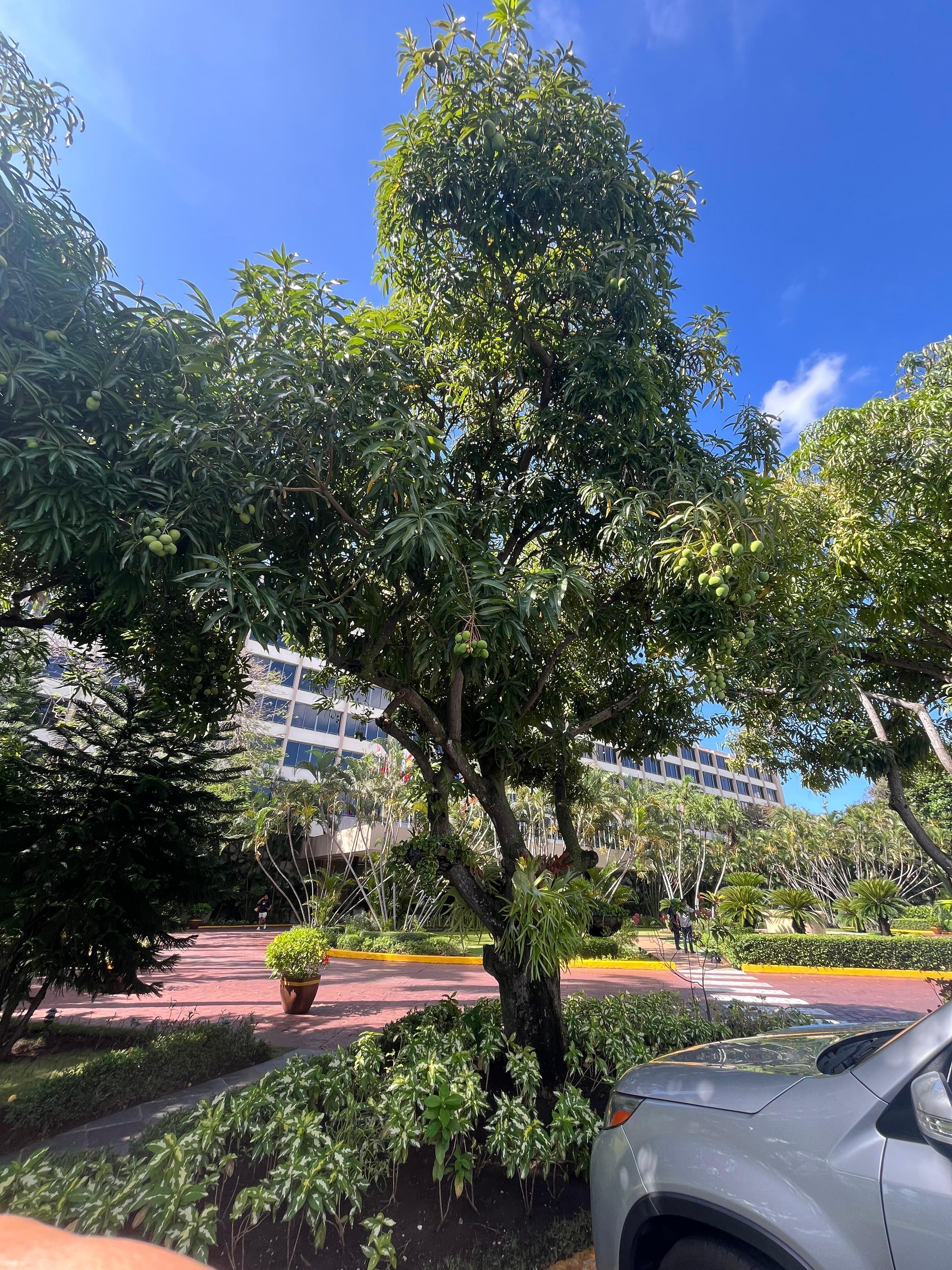Mango and Almond trees in front of the property