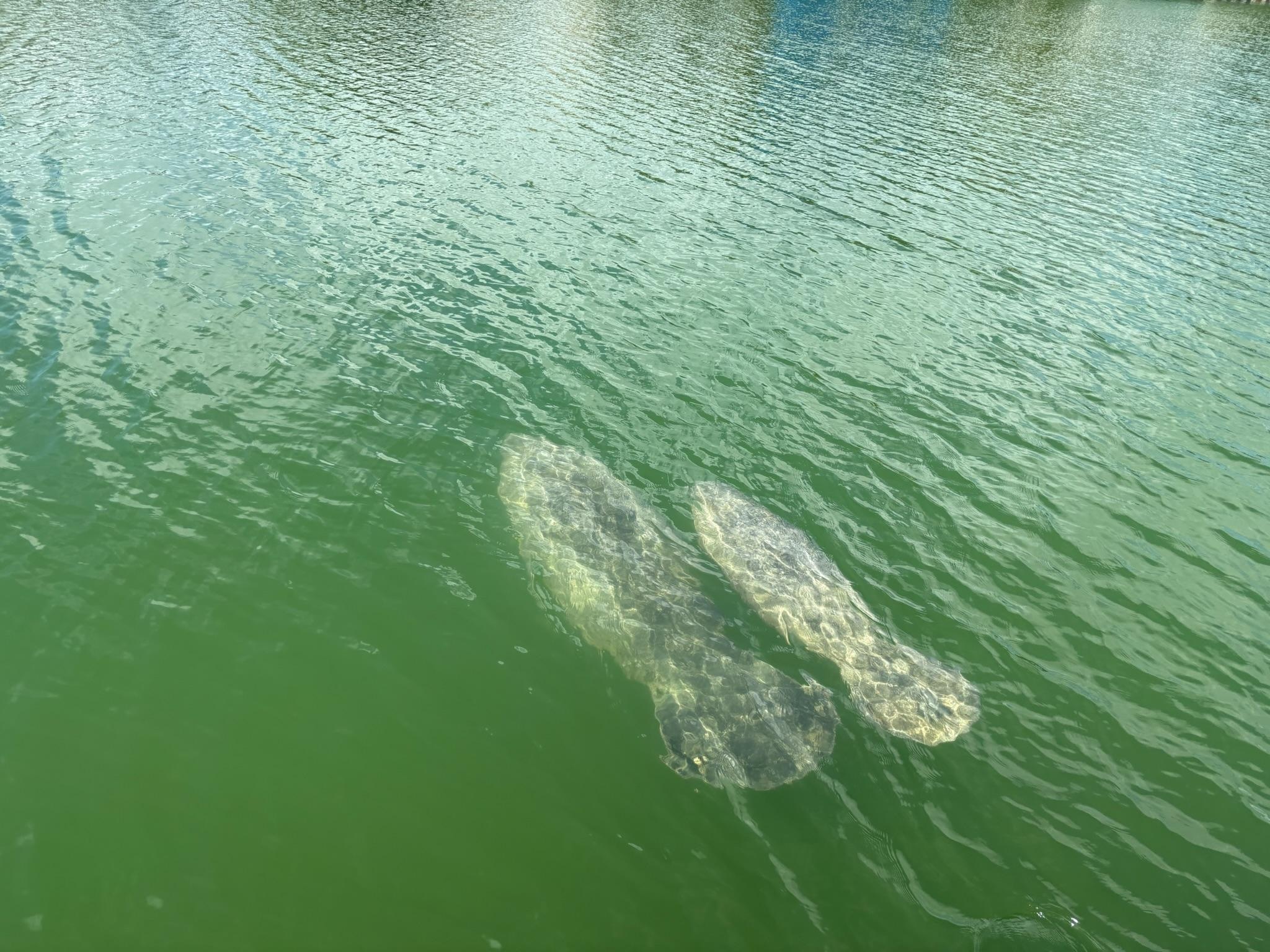 Manatees off dock