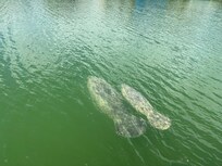 Manatees off dock