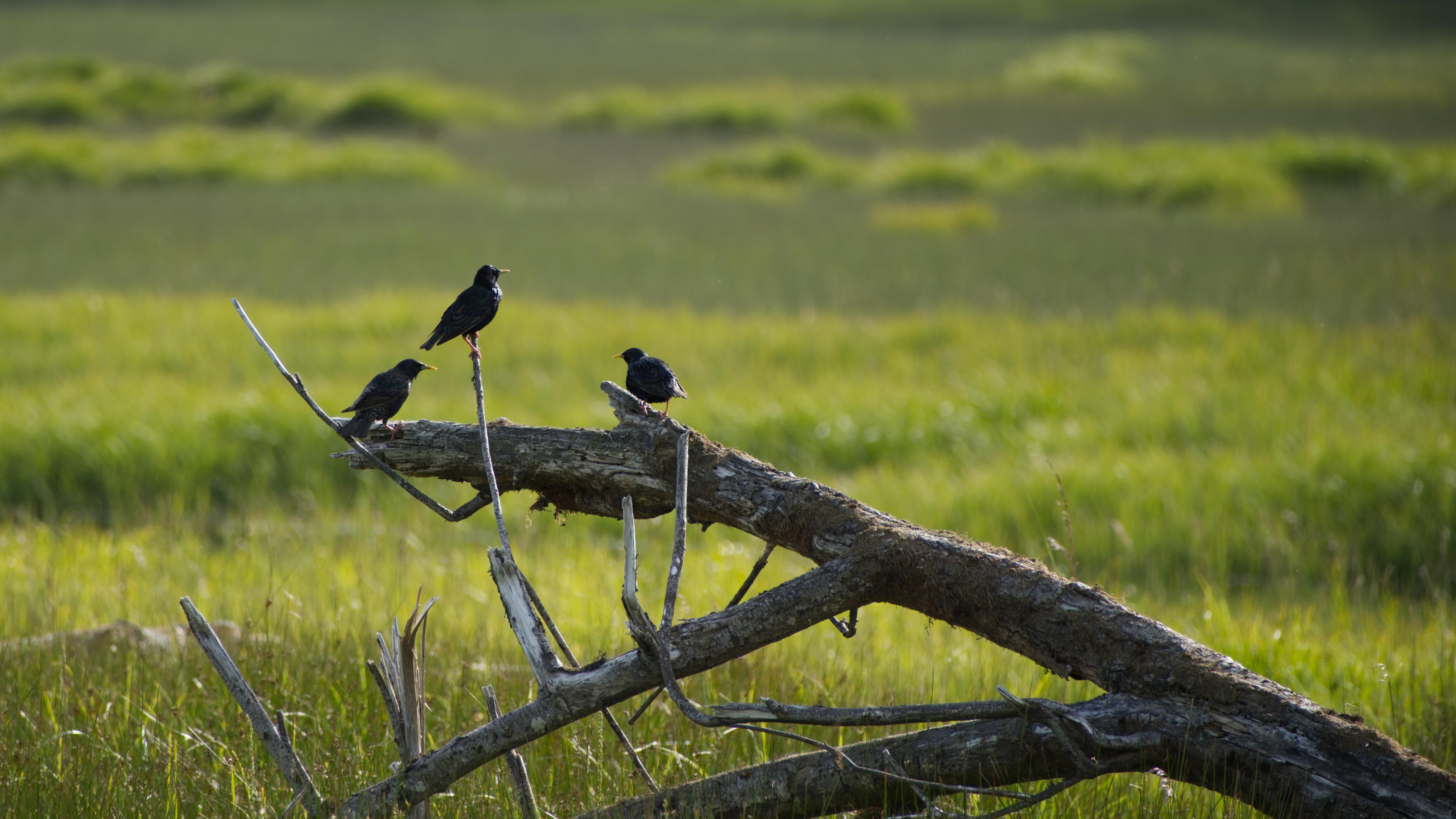 A trio of starlings on a driftwood snag. 