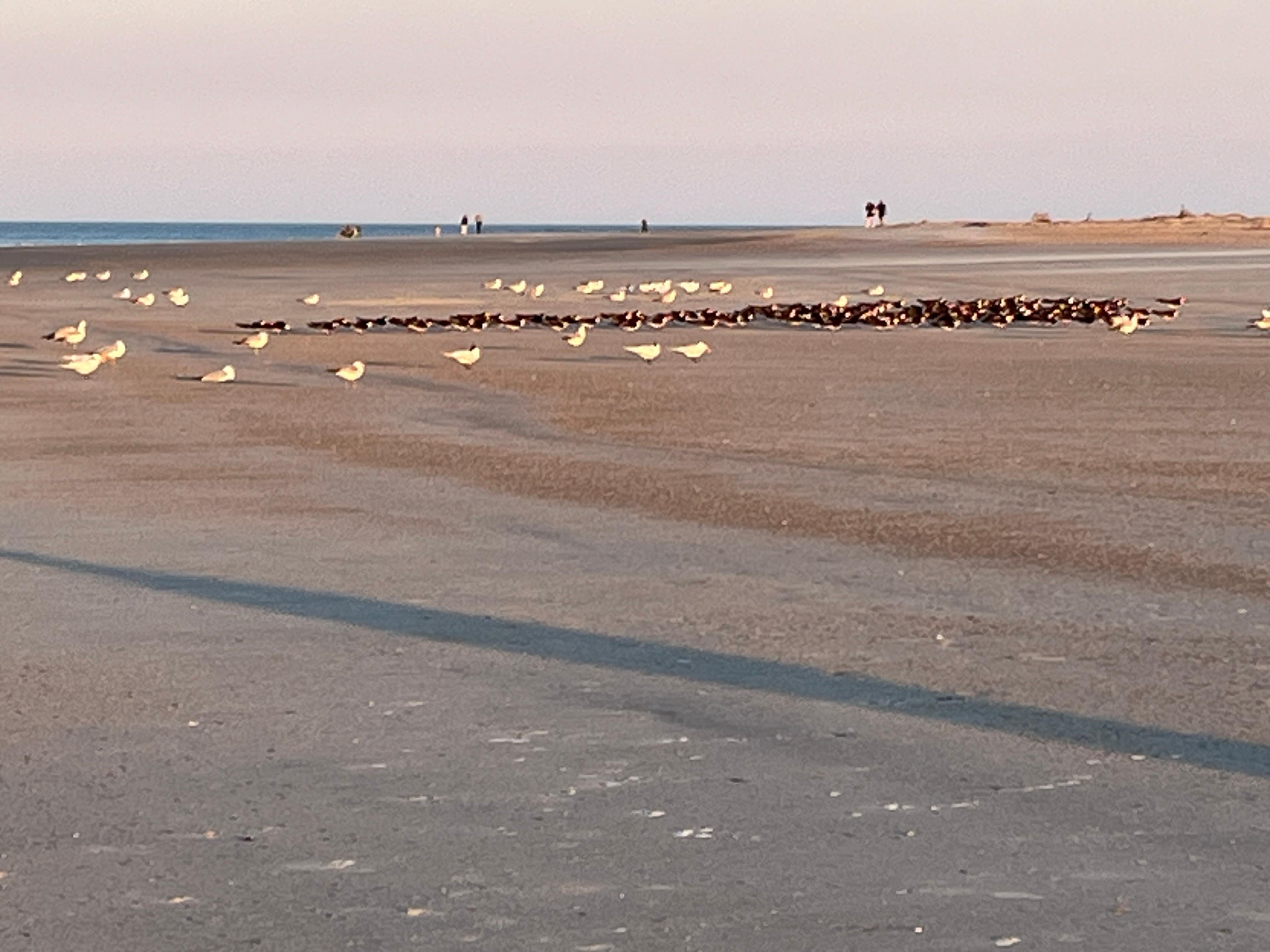 Birds sheltering from wind on North Beach