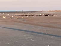 Birds sheltering from wind on North Beach