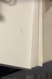 ants on the kitchenette counter