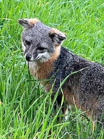 Friendly local wildlife