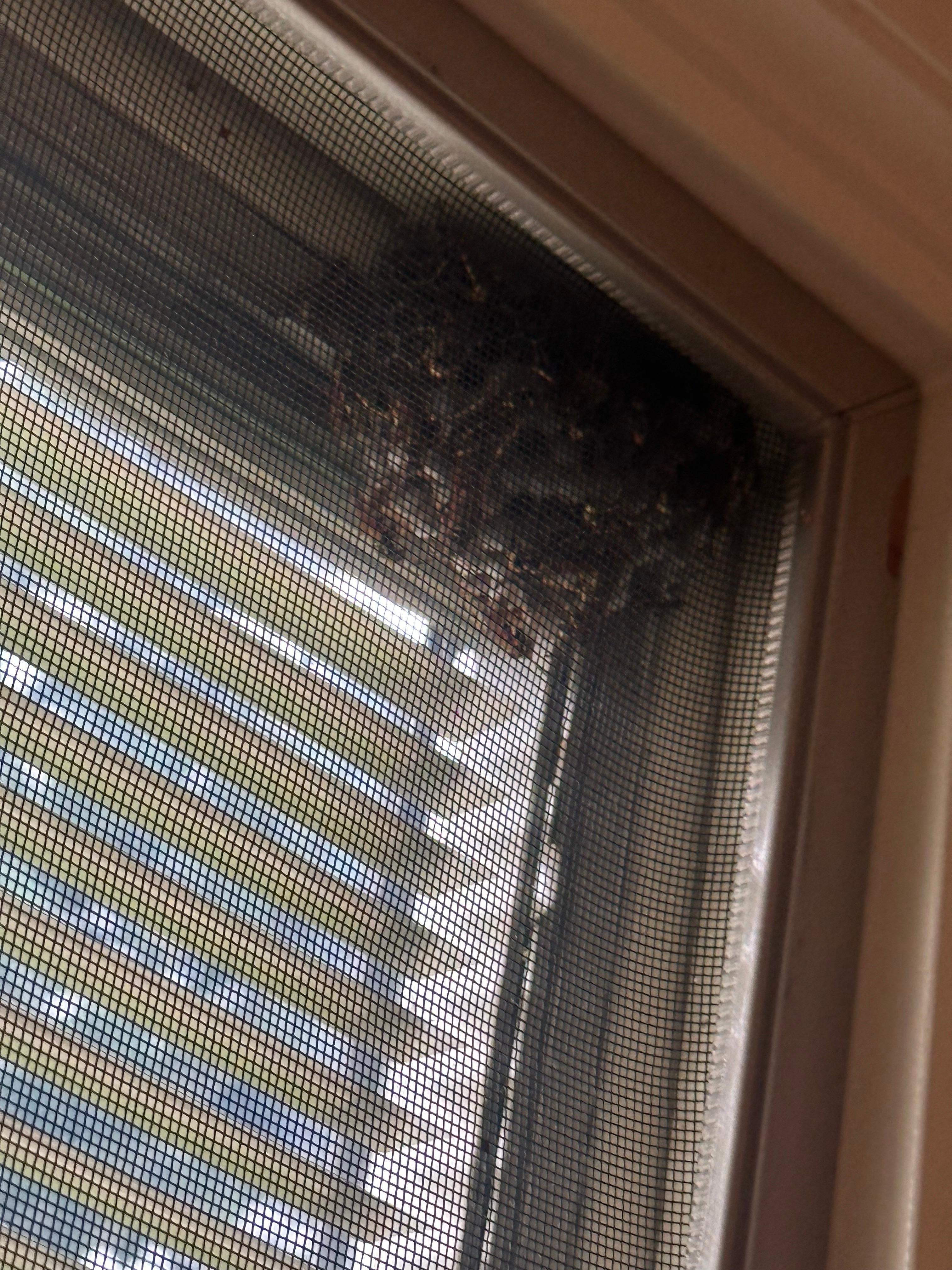 Wasp nest that can get in hole in screen 