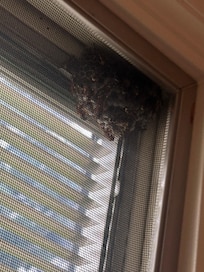 Wasp nest that can get in hole in screen