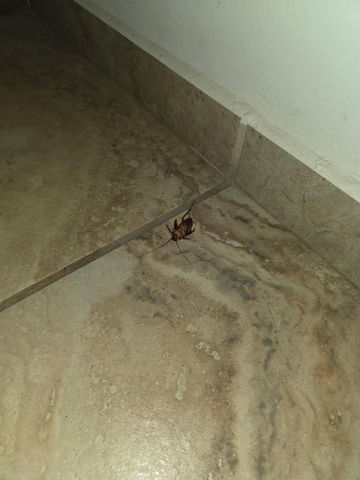 They are inside also..