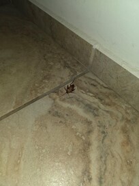 They are inside also..