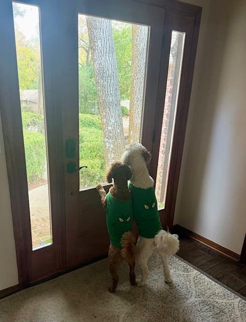 Squirrels kept their attention! 