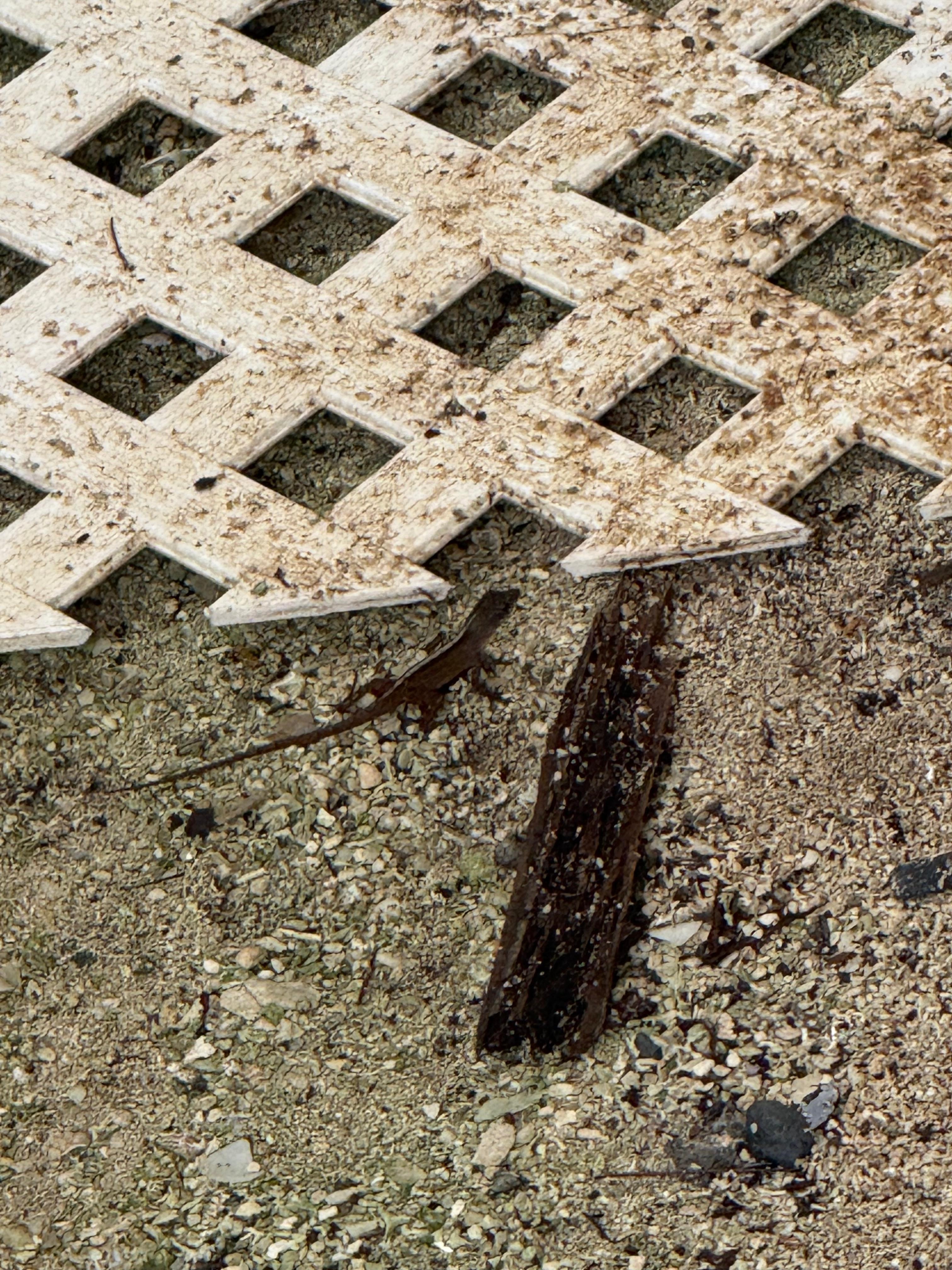 This is what we looked at while we were attempting to eat food in the dining hall. I get that some stuff will be laying around due to construction and I get the construction to make updates. But there was trash everywhere. 