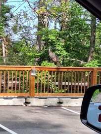 Showed up to tell us bye as we were driving away!