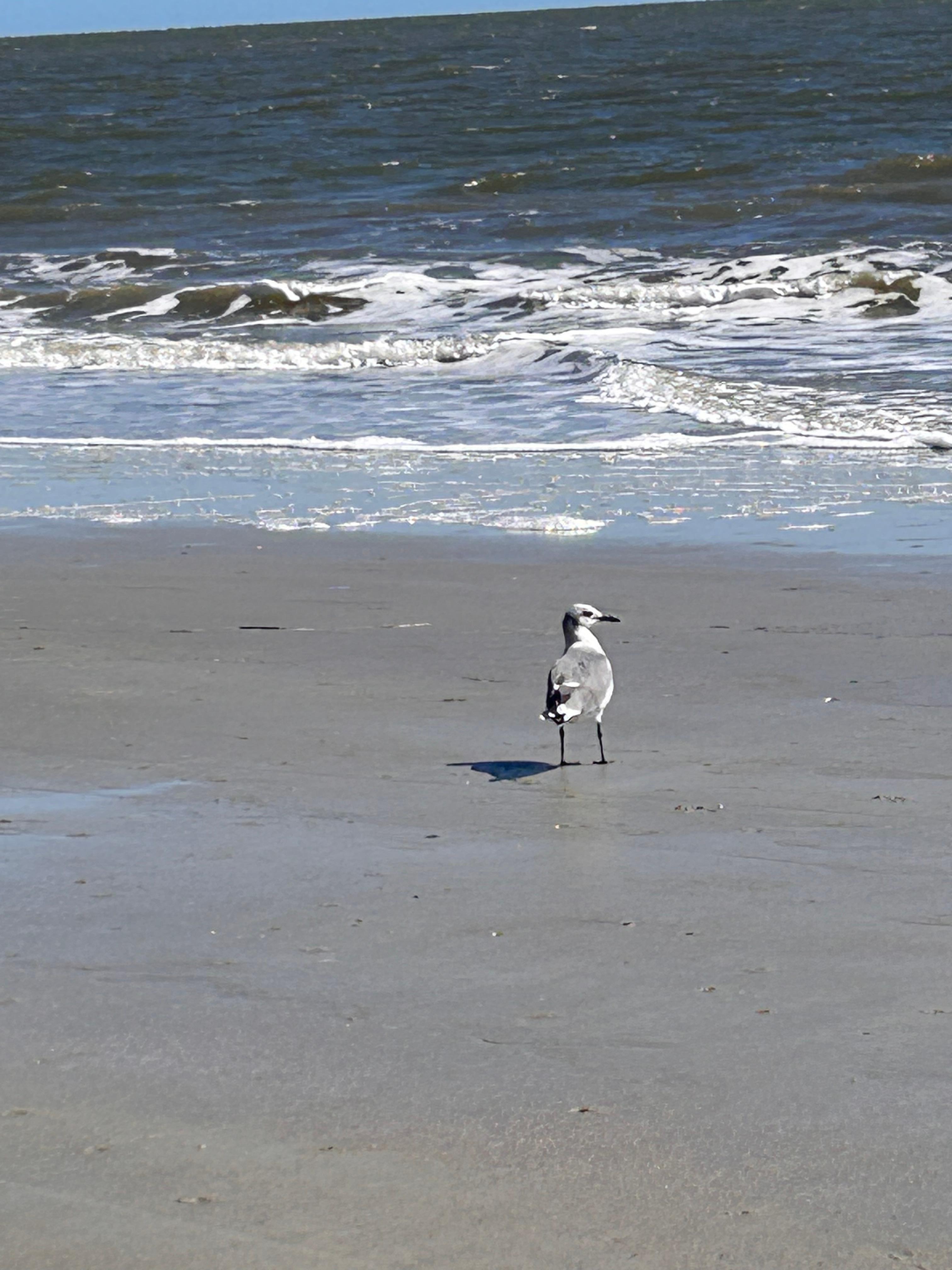 My friend ‘Jonathan ‘ a great read/book for the beach