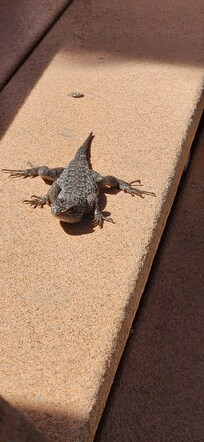 One of our friends during our stay. It caught a fly.