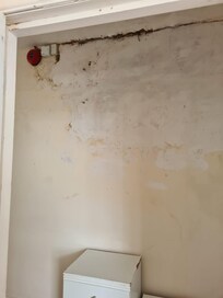 Mold in the walls