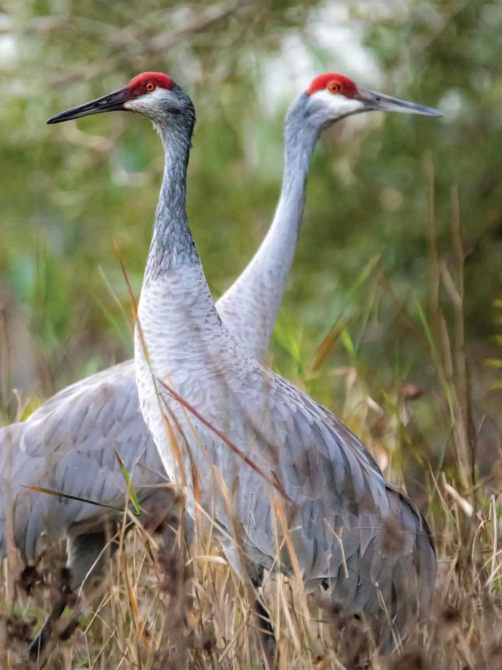 Beautiful Sandhill cranes 