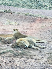 Leão dormindo depois de ser alimentado