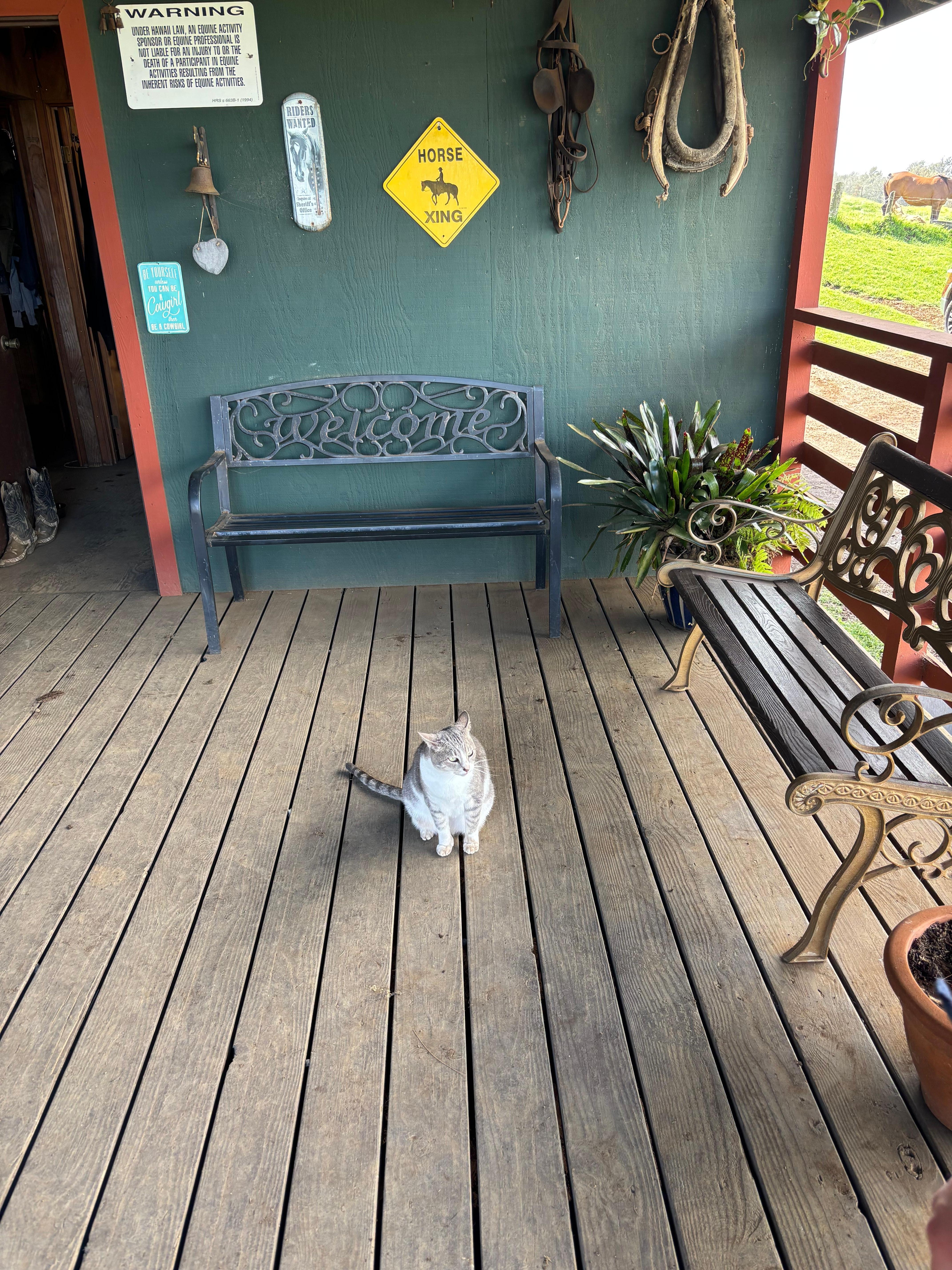 Official needy stable cat