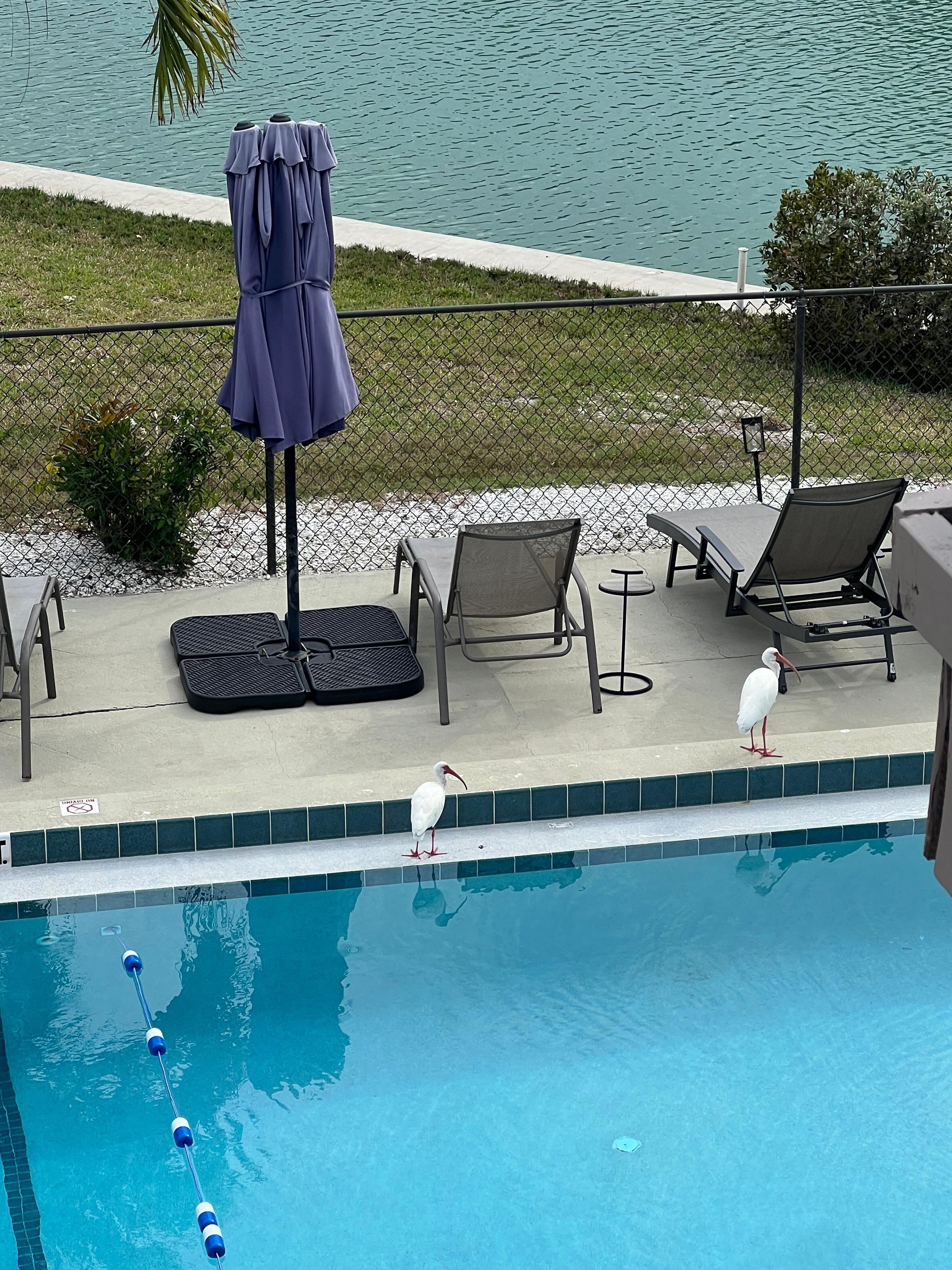 Pool and canal from living room window 