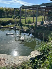 Resident ducks.
