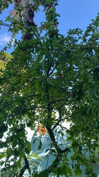 Tem acerola pé de manga tbm