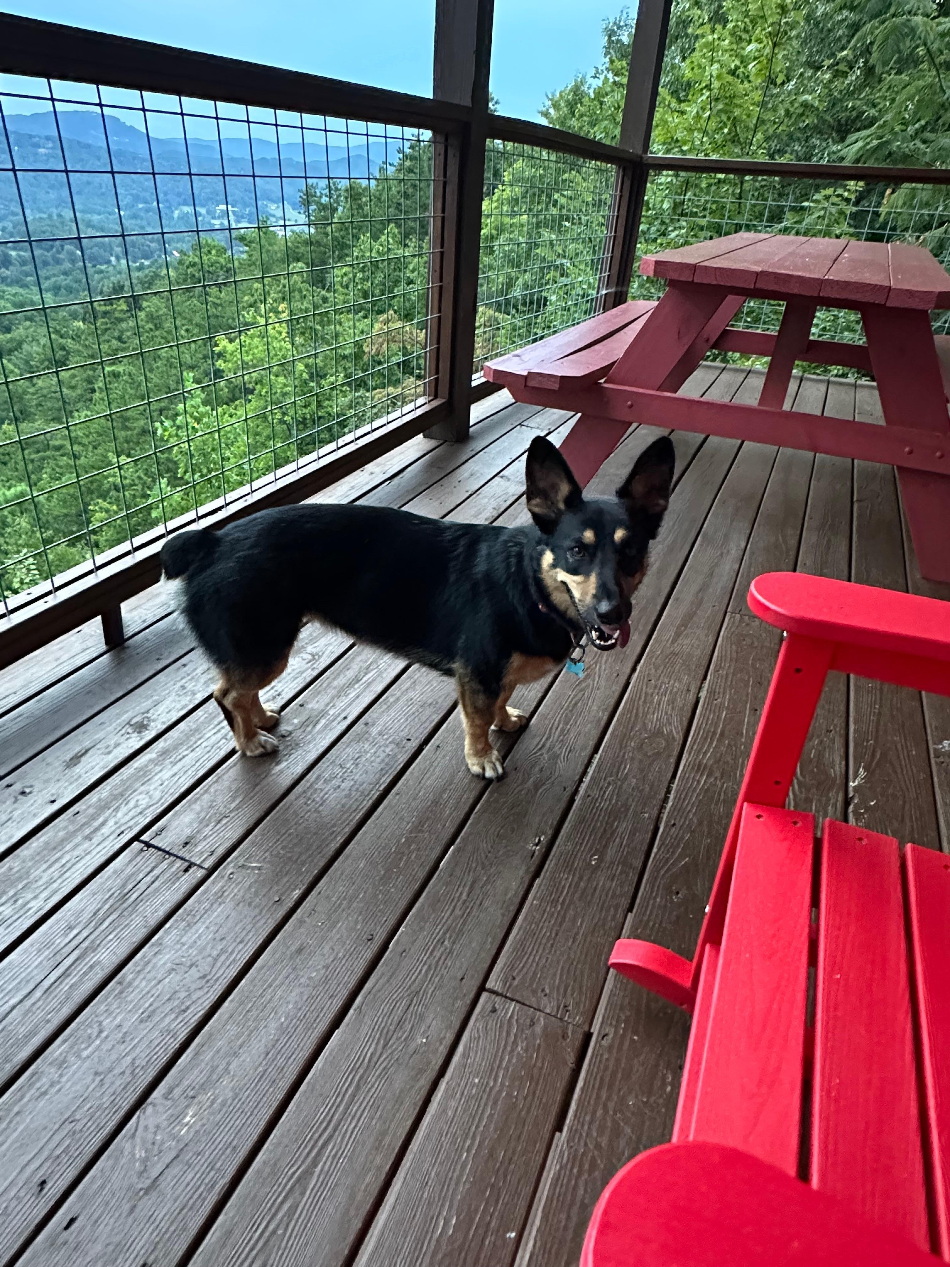 Luna enjoying the porch