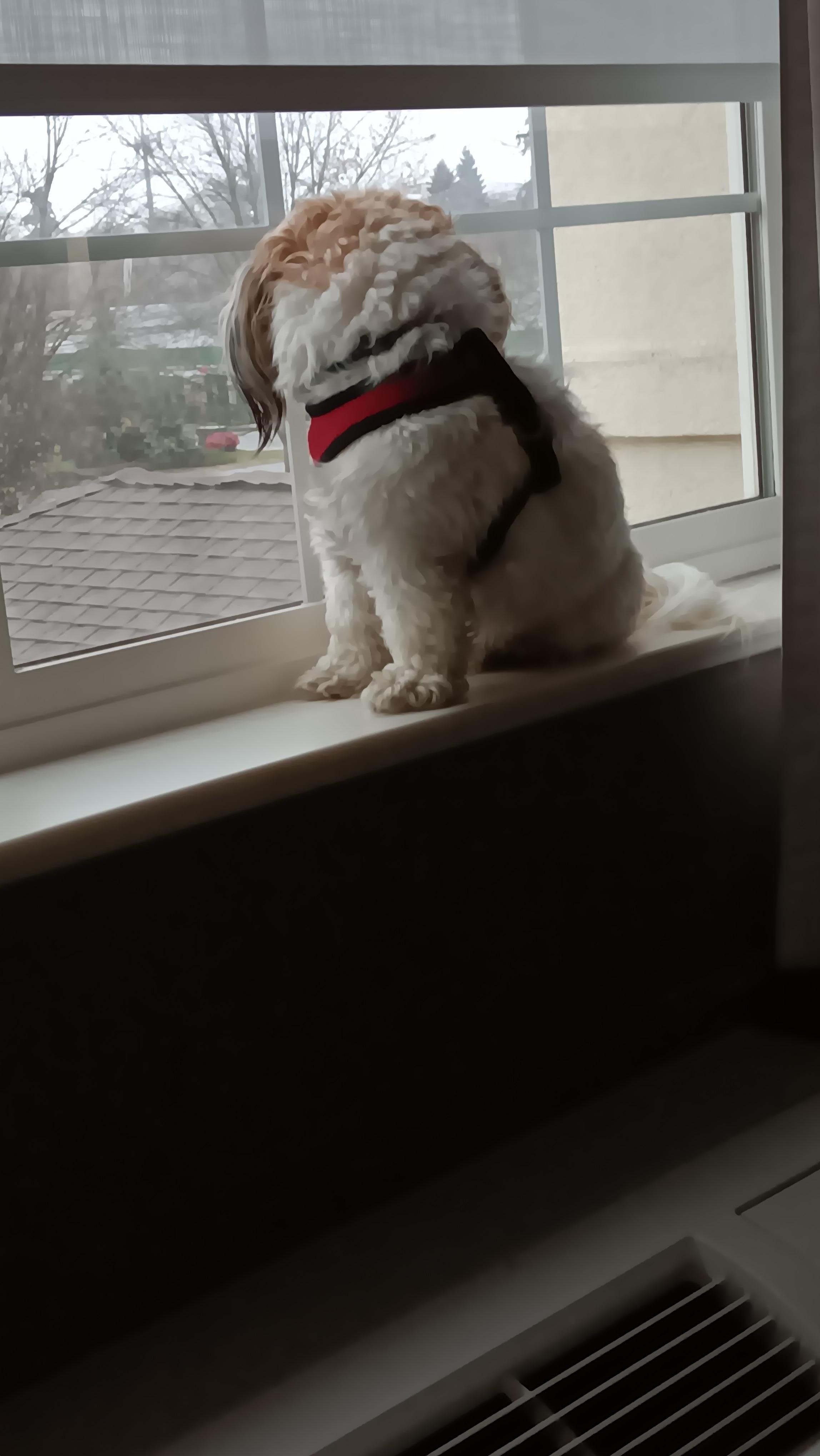 Sitting looking out window.