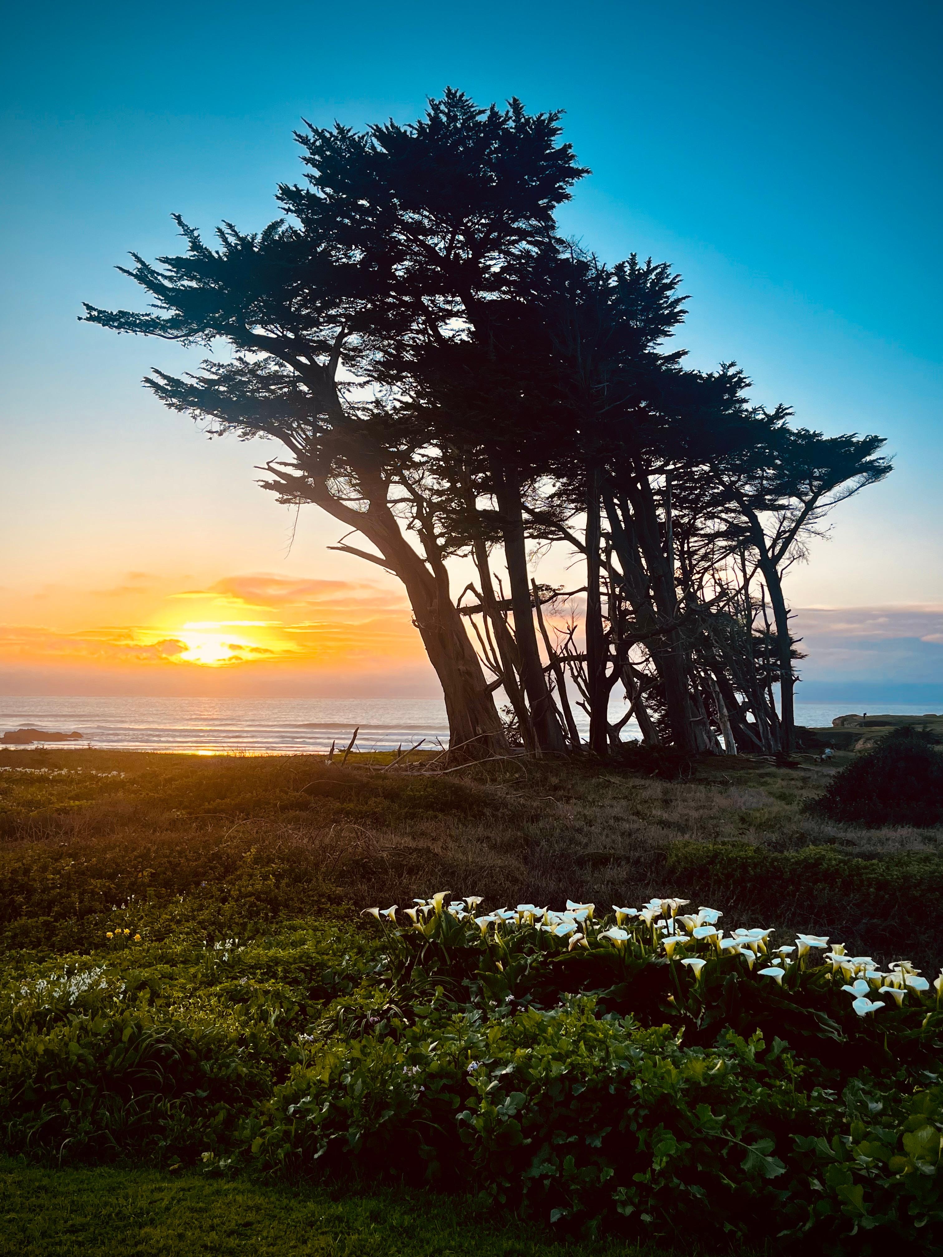 Bluffs and trees above Pudding Creek Beach