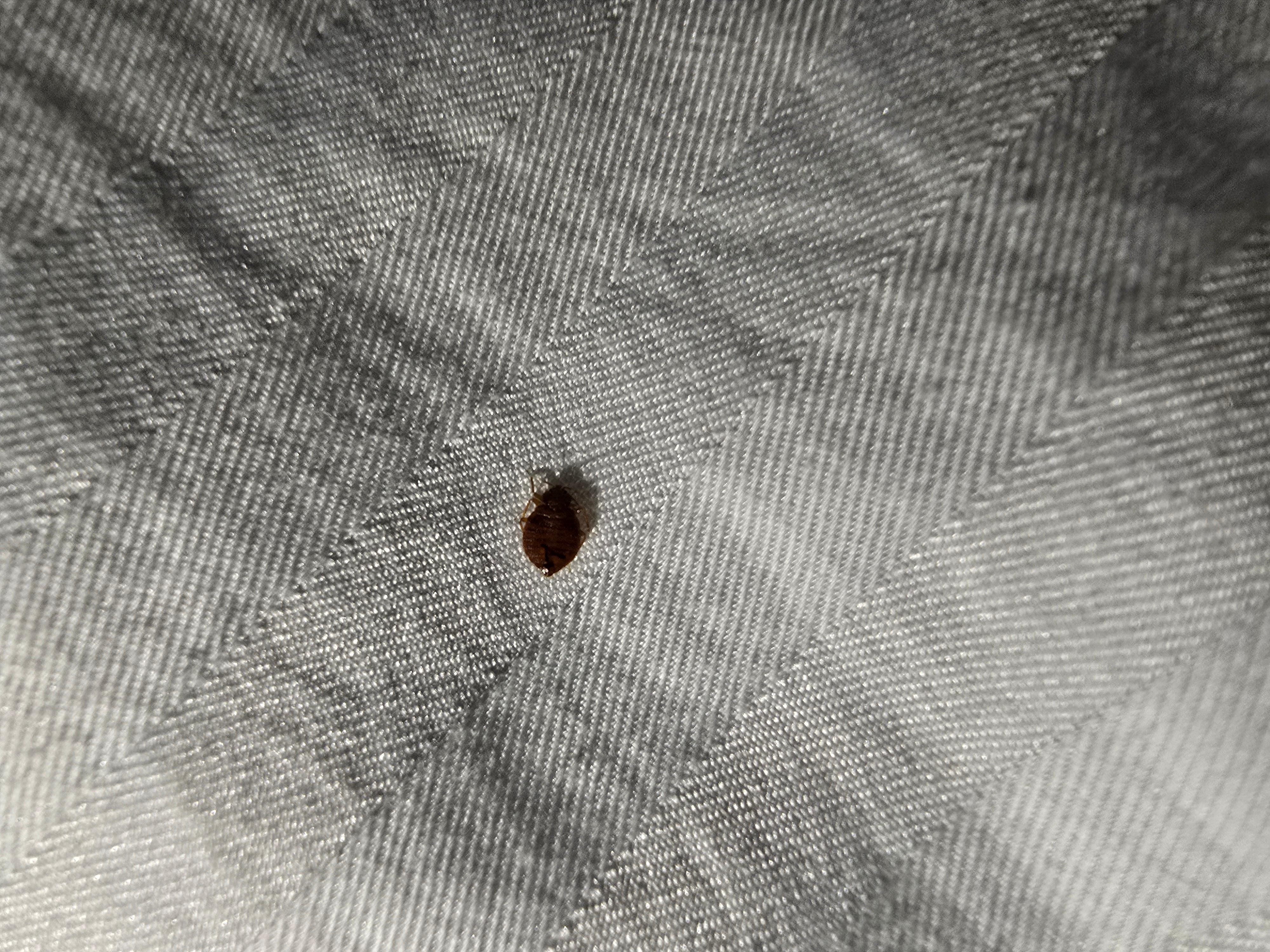 Bed bugs