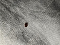 Bed bugs