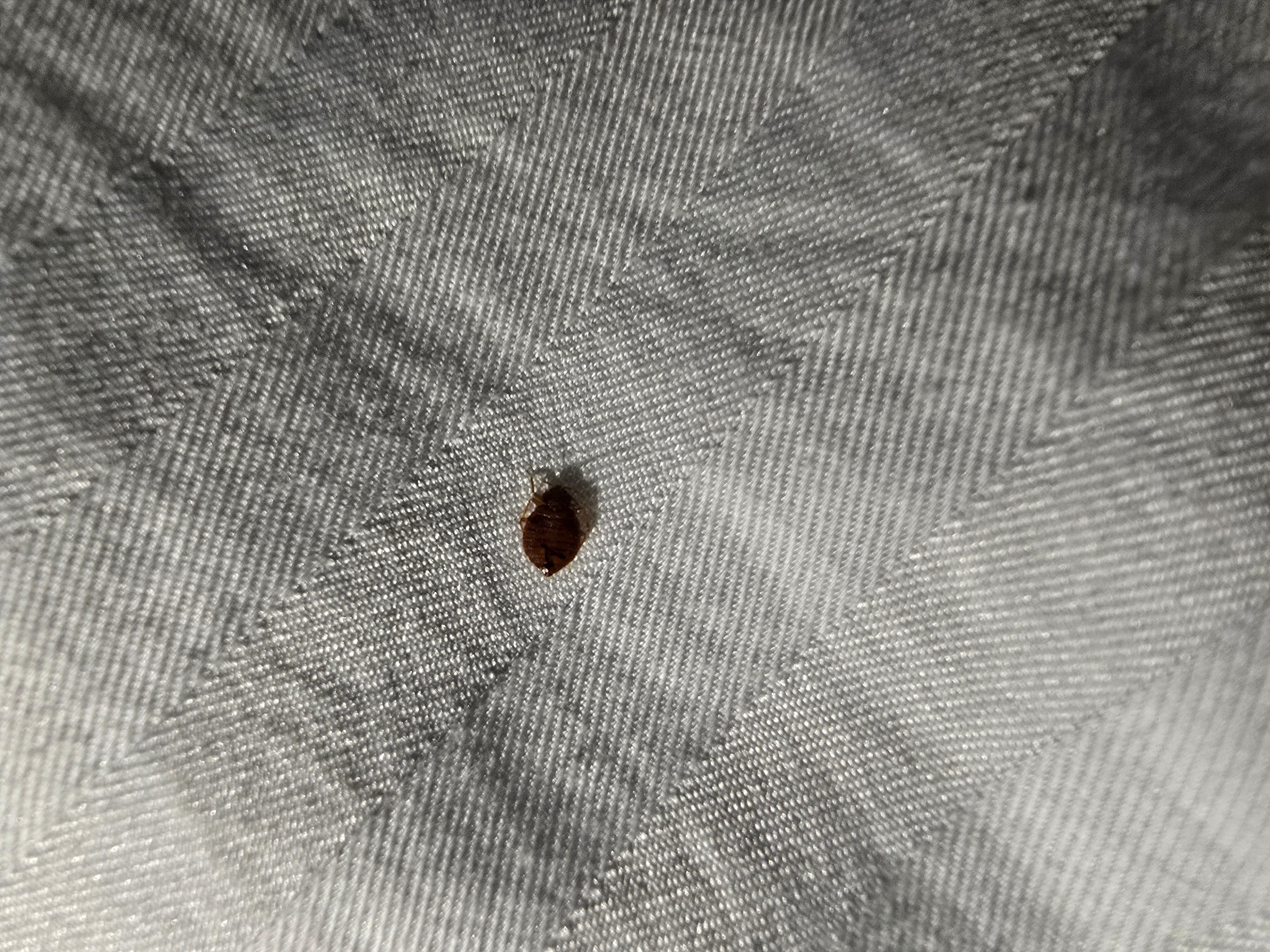 Bed bugs