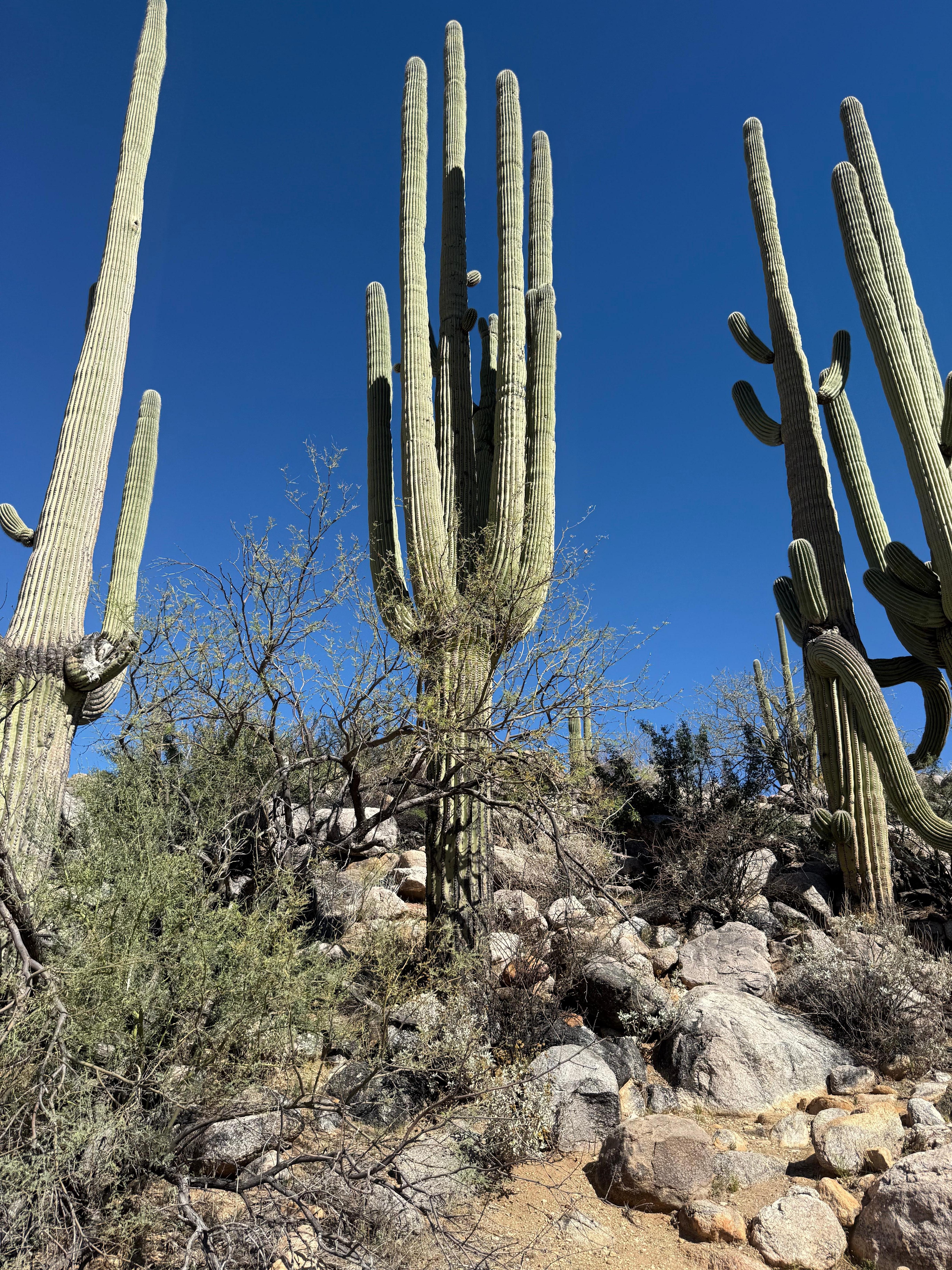Catalina State Park