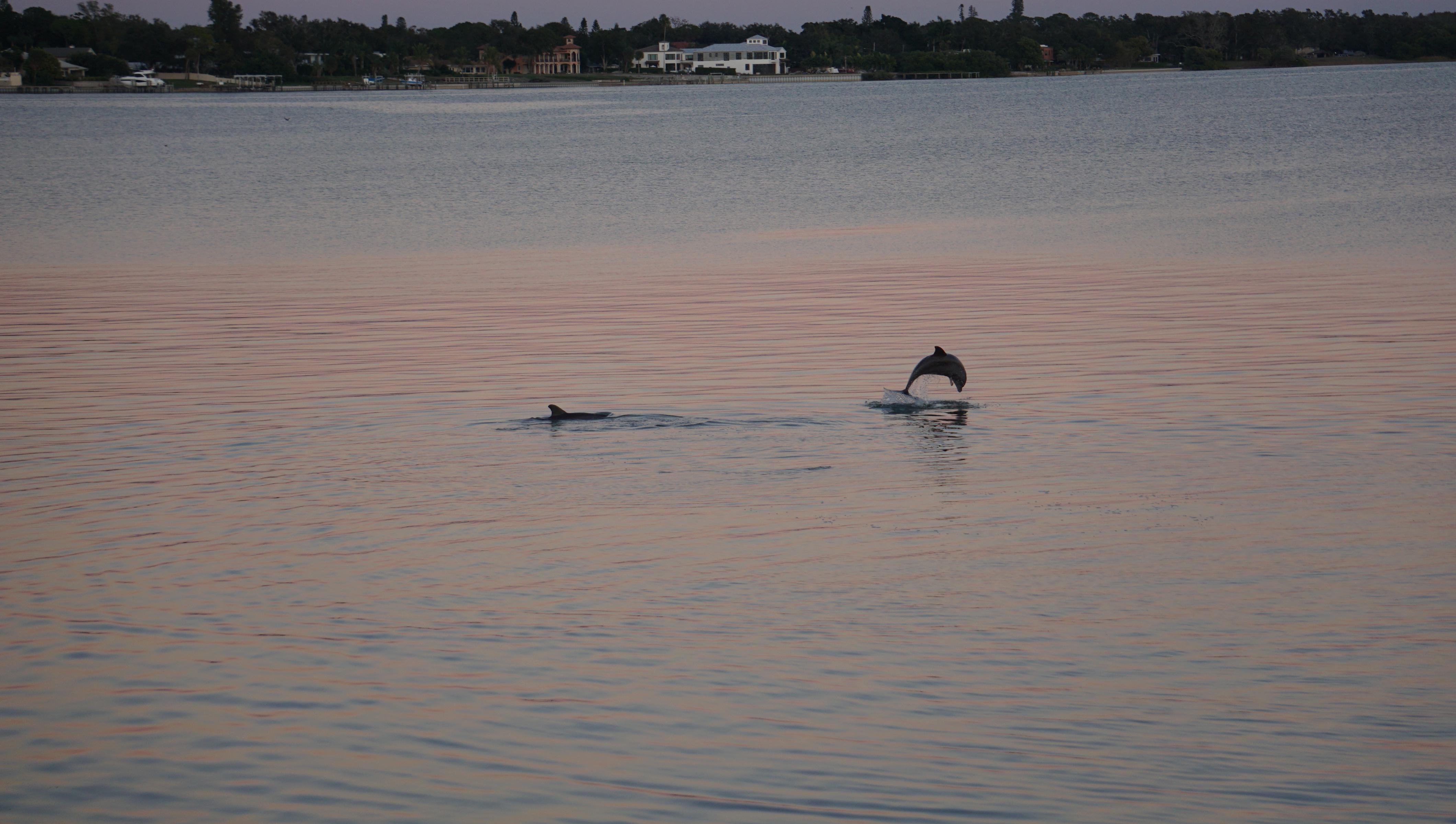 Daily visits by dolphins