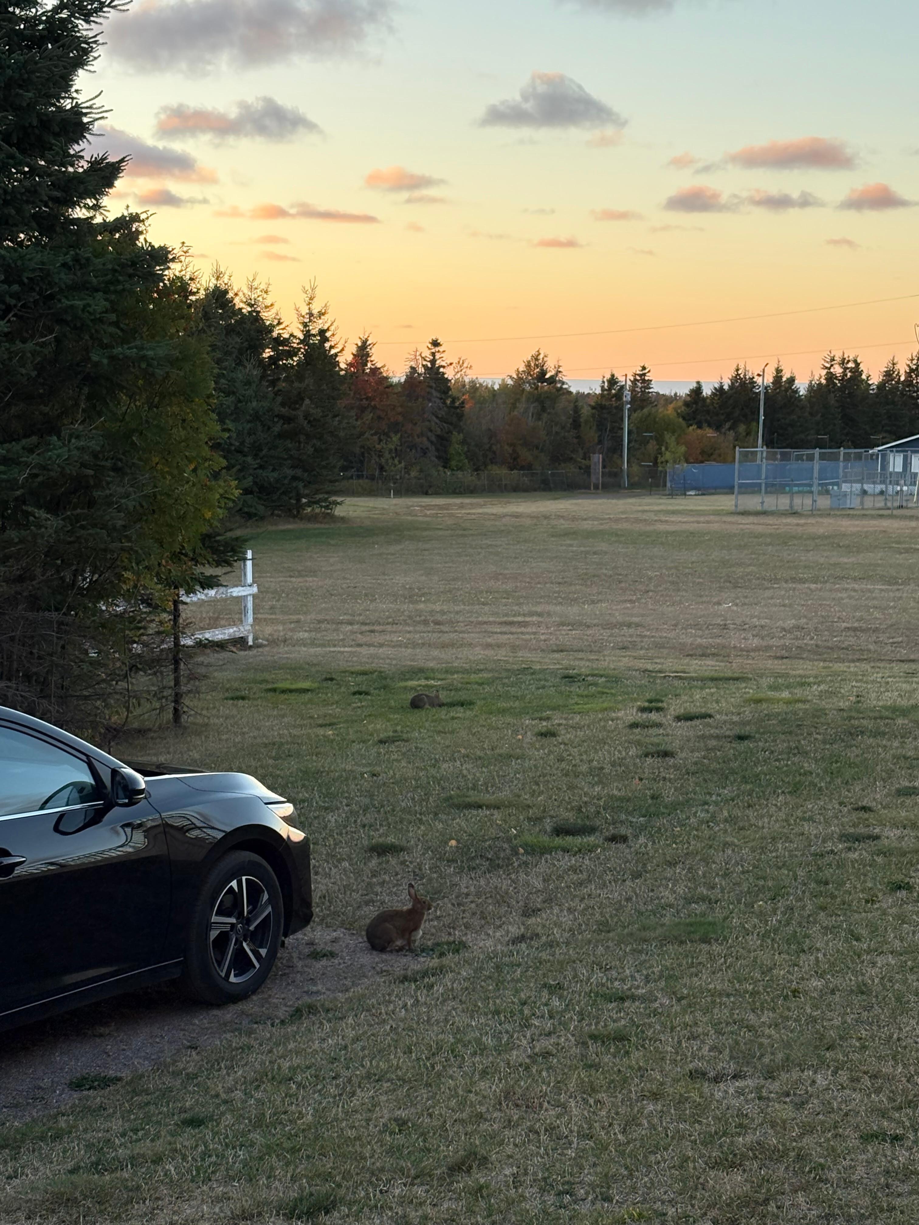 Bunny in the side yard