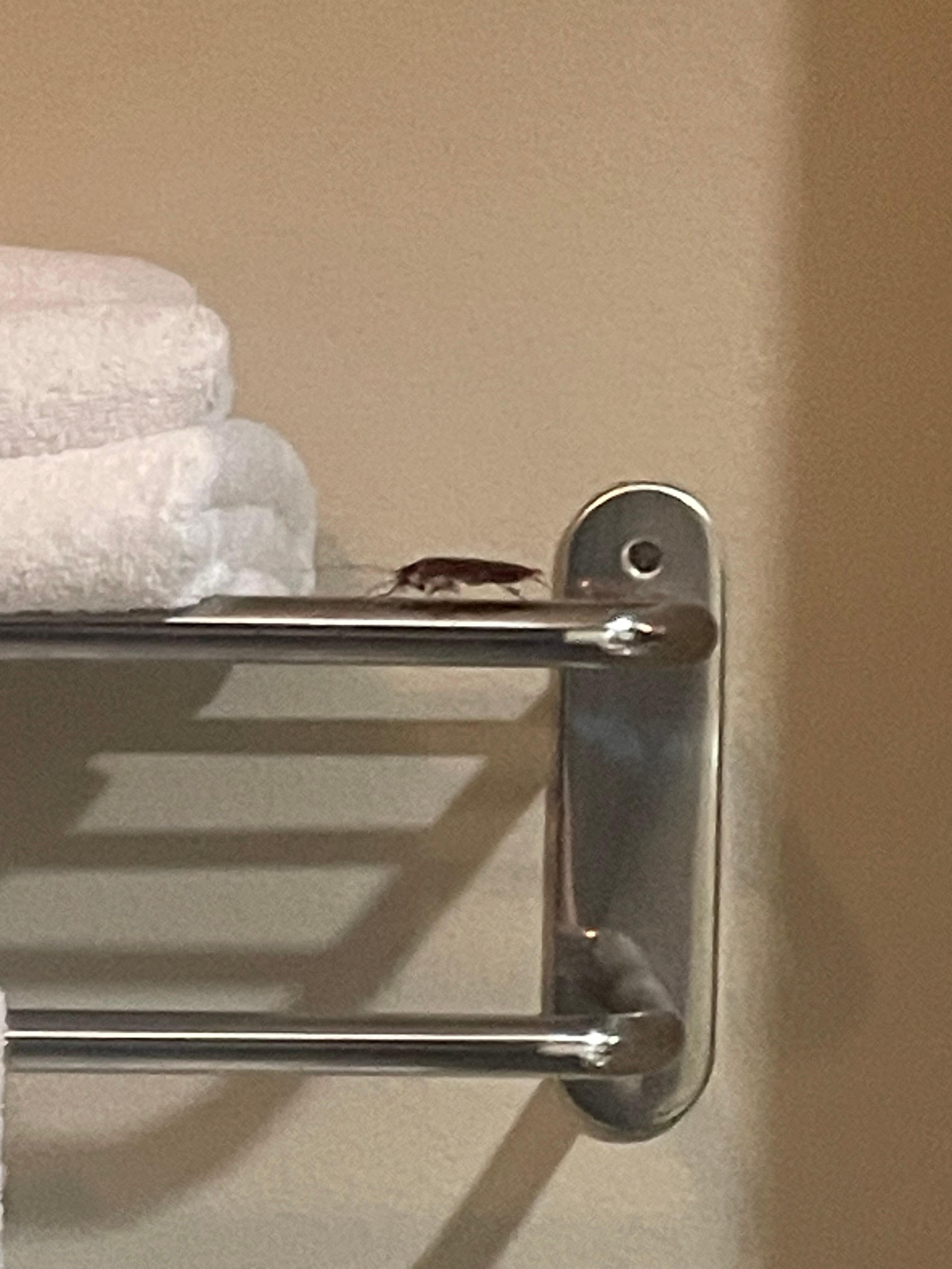 Our uninvited guest