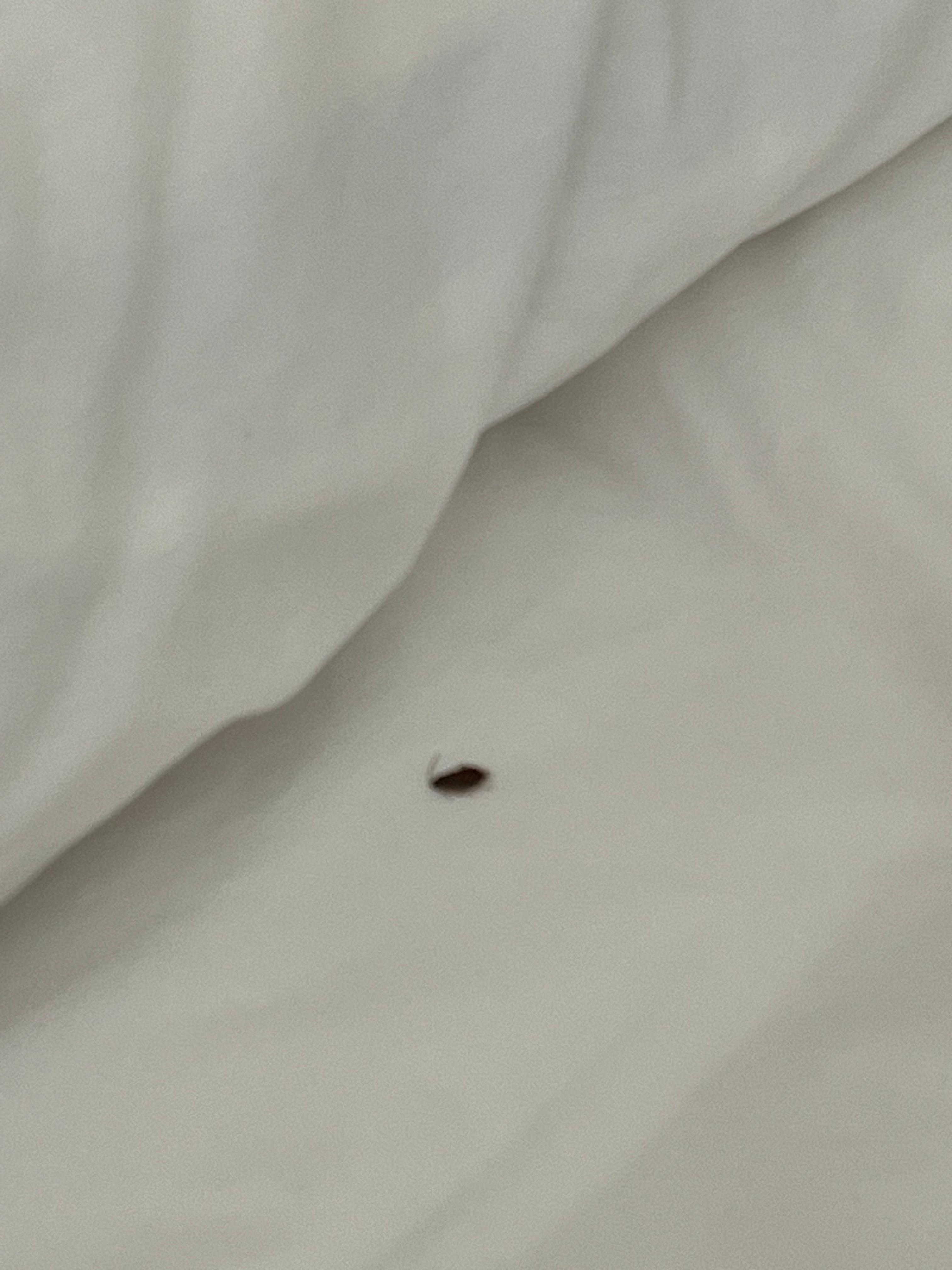 Bug in my bed