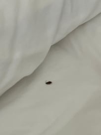 Bug in my bed